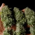 thumb of Amnesia Lemon Kush by WeedSeedsExpress grown by Zurban_Poison
