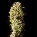 thumb of Amnesia Lemon Kush by WeedSeedsExpress grown by Zurban_Poison