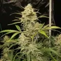 thumb of Apple Fritter Auto by WeedSeedsExpress grown by WSE