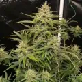 thumb of Apple Fritter Feminized by WeedSeedsExpress grown by WSE