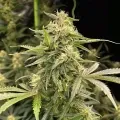 thumb of Apple Fritter Feminized by WeedSeedsExpress grown by WSE