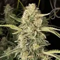 thumb of Apple Fritter Feminized by WeedSeedsExpress grown by WSE