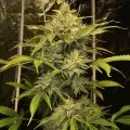 thumb of Australian Gold Feminized by WeedSeedsExpress grown by WSE