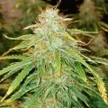 thumb of Banana Kush Auto by WeedSeedsExpress grown by Roberts
