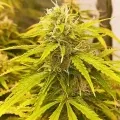 thumb of Banana Kush Auto by WeedSeedsExpress grown by Roberts