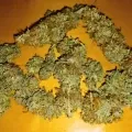 thumb of Banana Kush Auto by WeedSeedsExpress grown by Roberts