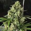 thumb of Berner's Cookies Feminized by WeedSeedsExpress grown by WSE