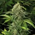 thumb of Big Bud Autoflower by WeedSeedsExpress grown by WSE