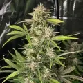 thumb of Big Bud Autoflower by WeedSeedsExpress grown by WSE