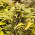 thumb of Big Jack Widow Auto by WeedSeedsExpress grown by Roberts