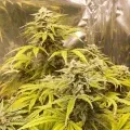 thumb of Big Jack Widow Auto by WeedSeedsExpress grown by Roberts
