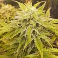thumb of Big Jack Widow Auto by WeedSeedsExpress grown by Roberts
