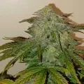 thumb of Big Jack Widow Auto by WeedSeedsExpress grown by Roberts