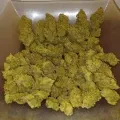 thumb of Big Jack Widow Auto by WeedSeedsExpress grown by Roberts