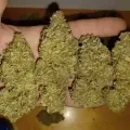 thumb of Big Jack Widow Auto by WeedSeedsExpress grown by Roberts