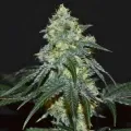 thumb of Biscotti by WeedSeedsExpress grown by Silky_smooth