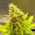 thumb of Biscotti by WeedSeedsExpress grown by Spyder