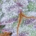 thumb of Biscotti by WeedSeedsExpress grown by Spyder