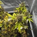 thumb of Biscotti by WeedSeedsExpress grown by Spyder