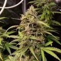 thumb of Black Domina Feminized by WeedSeedsExpress grown by WSE