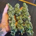 thumb of Black Domina Feminized by WeedSeedsExpress grown by spyder