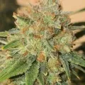 thumb of Black Domina Feminized by WeedSeedsExpress grown by Tropicannibis_Todd
