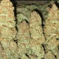 thumb of Black Domina Feminized by WeedSeedsExpress grown by Tropicannibis_Todd