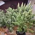 thumb of Black Domina Feminized by WeedSeedsExpress grown by Tropicannibis_Todd