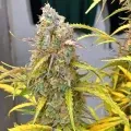 thumb of Black Jack Auto by WeedSeedsExpress grown by Roberts