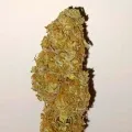 thumb of Black Jack Auto by WeedSeedsExpress grown by Roberts