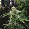 thumb of Black Widow Feminized by WeedSeedsExpress grown by WSE