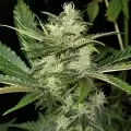 thumb of Black Widow Feminized by WeedSeedsExpress grown by WSE