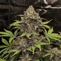thumb of Blackberry Kush Feminized by WeedSeedsExpress grown by WSE