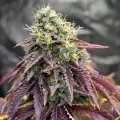 thumb of Blackberry Moonrocks Feminized by WeedSeedsExpress grown by Dabking
