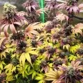 thumb of Blackberry Moonrocks Feminized by WeedSeedsExpress grown by Dabking