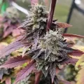 thumb of Blackberry Moonrocks Feminized by WeedSeedsExpress grown by Dabking