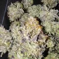thumb of Blackberry Moonrocks Feminized by WeedSeedsExpress grown by Dabking