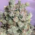 thumb of Blackberry Moonrocks Feminized by WeedSeedsExpress grown by Rangaku