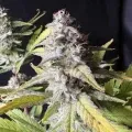thumb of Blackberry Moonrocks Feminized by WeedSeedsExpress grown by ninjabuds