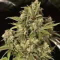 thumb of Blue Cheese Auto by WeedSeedsExpress grown by WSE