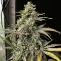 thumb of Blue Cheese Auto by WeedSeedsExpress grown by WSE