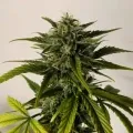 thumb of Blue Dream by WeedSeedsExpress