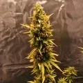 thumb of Blueberry Auto by WeedSeedsExpress grown by Mrs_Larimar