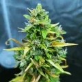 thumb of Blueberry Auto by WeedSeedsExpress grown by Mrs_Larimar