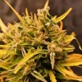 thumb of Blueberry Auto by WeedSeedsExpress grown by Mrs_Larimar