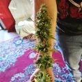 thumb of Blueberry Auto by WeedSeedsExpress grown by Mrs_Larimar