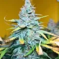 thumb of Bruce Banner Auto by WeedSeedsExpress grown by AsNoriu
