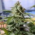 thumb of Bruce Banner Auto by WeedSeedsExpress grown by AsNoriu