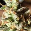 thumb of Bruce Banner Auto by WeedSeedsExpress grown by AsNoriu