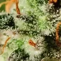 thumb of Bruce Banner Auto by WeedSeedsExpress grown by AsNoriu